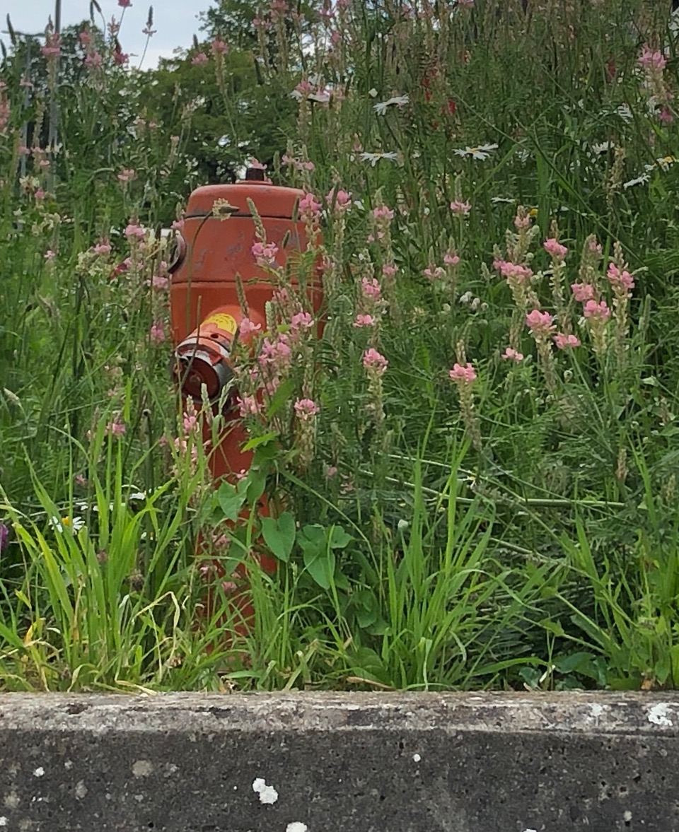 Hydrant im Gras